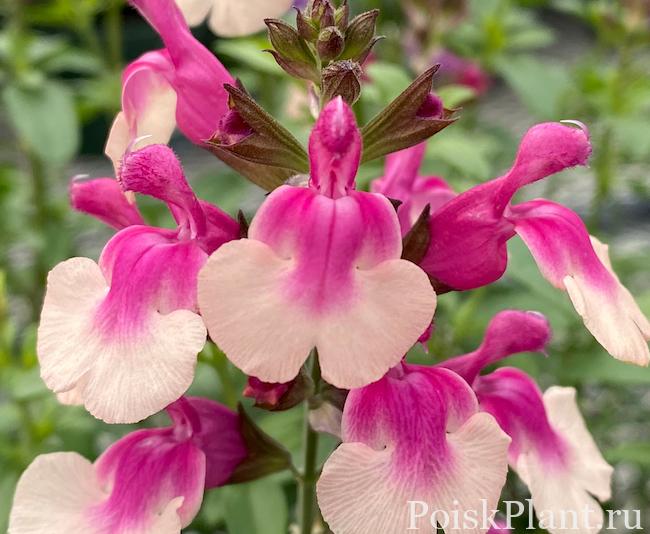 1-Salvia-greggii-Mirage-Rose-Bicolor-Darwin-Perennials