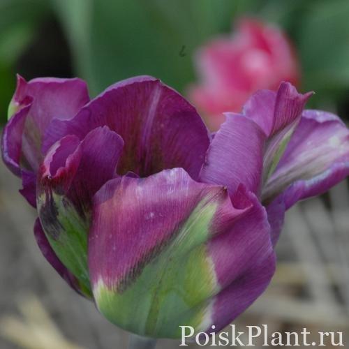 10604_tyulpan-violet-bird-lukovitsa