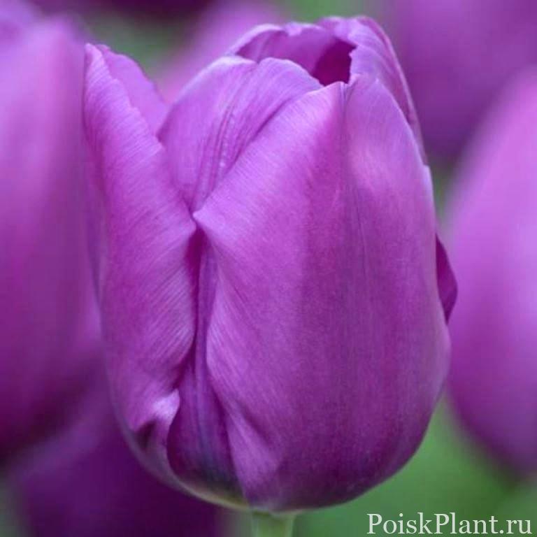 10803_tyulpan-violet-beauty-lukovitsy