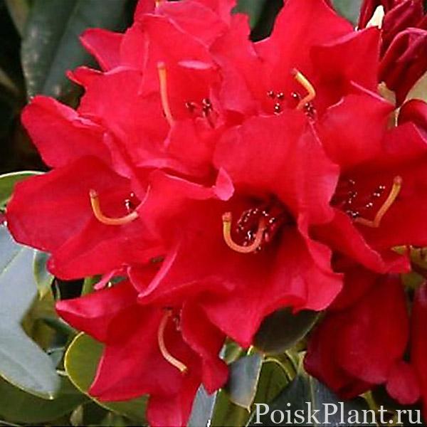 13233_rododendron-katevbinskiy-ge