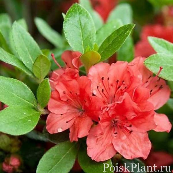13343_rododendron-tupoy-geisha-red-kazu