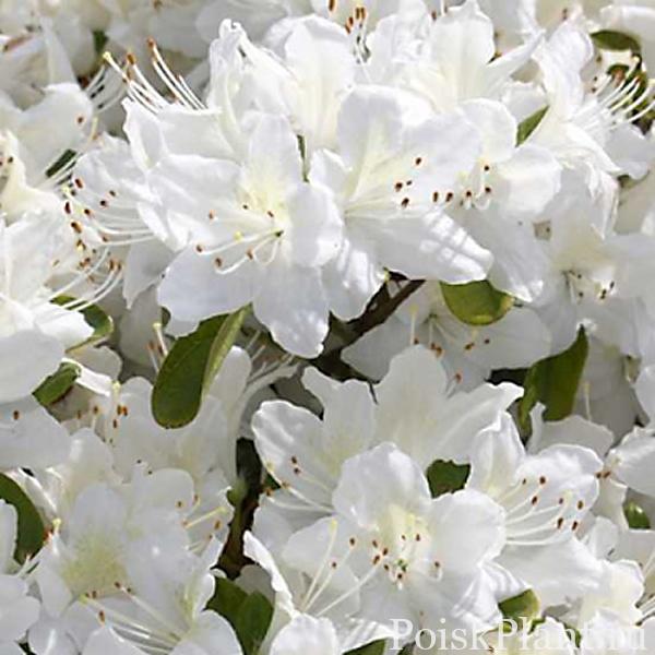 13421_rododendron-tupoy-schneewitchen