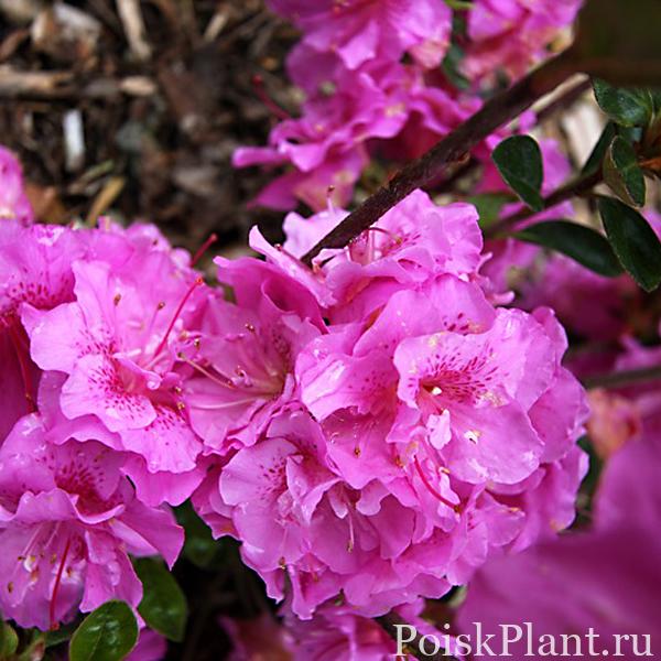 13431_rododendron-tupoy-thekla