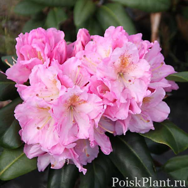13513_rododendron-gibridnyy-scintila