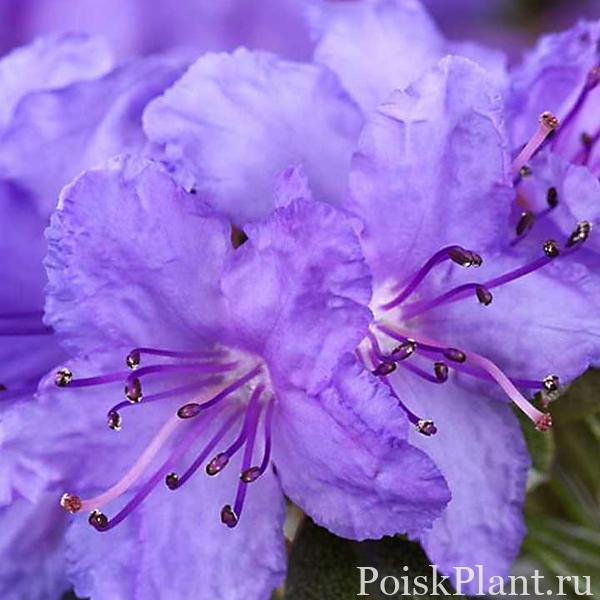 13548_rododendron-plotnyy-st-merryn