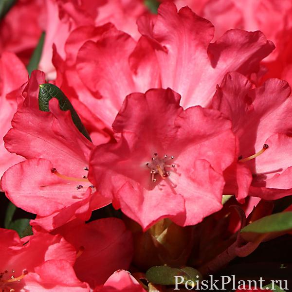 Rhododendron ‘Lampion’ – Rhododendron yakushimanum ‘Lampion’