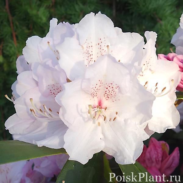 13565_rododendron-yakushimanskiy-sc