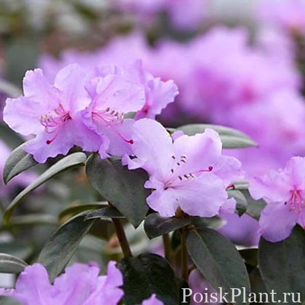 13820_rododendron-daurskiy-praecox