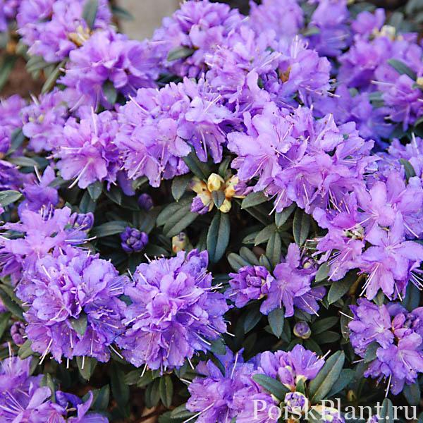 Rhododendron ‘Luisella’ – Rhododendron impeditum ‘Luisella’
