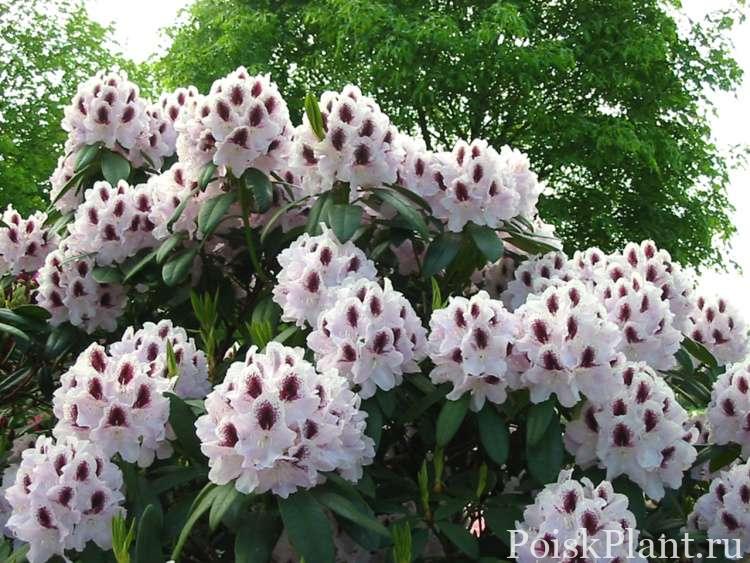 1957_rododendron-gibridnyy-calsap