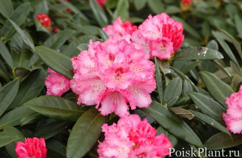 21826_rododendron-yakushimanskiy-ar