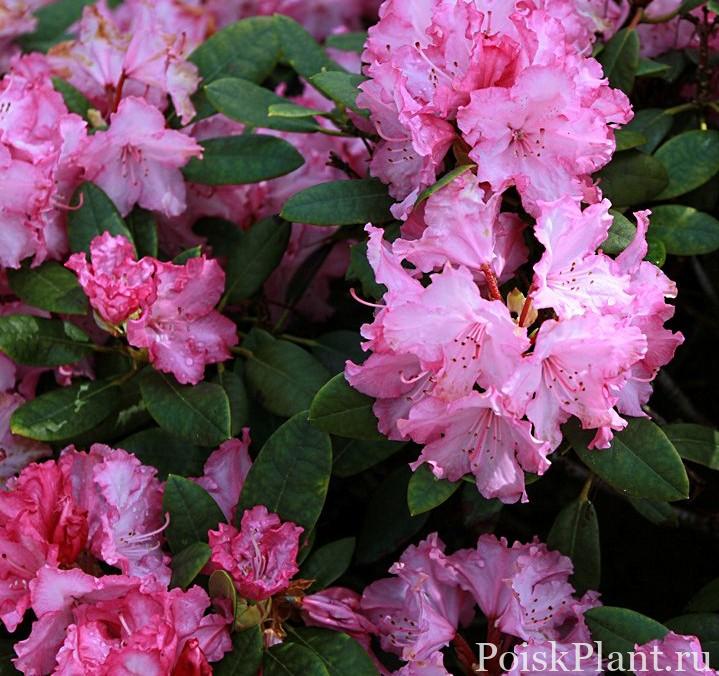 21902_rododendron-yakushimanskiy-bl