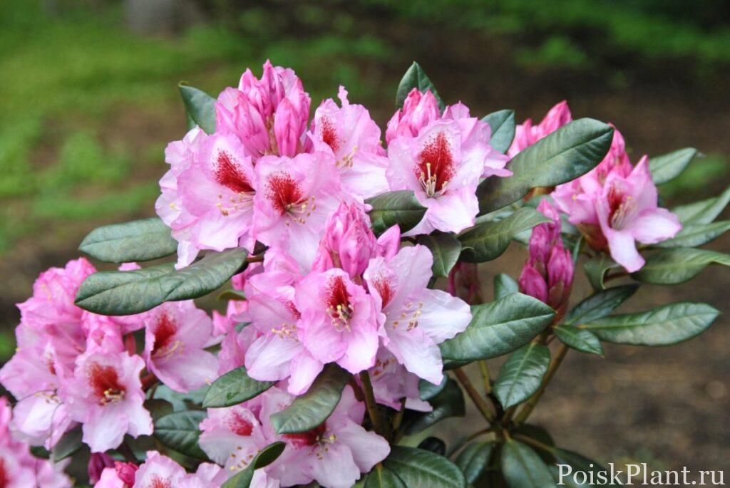22094_rododendron-gibridnyy-diadem