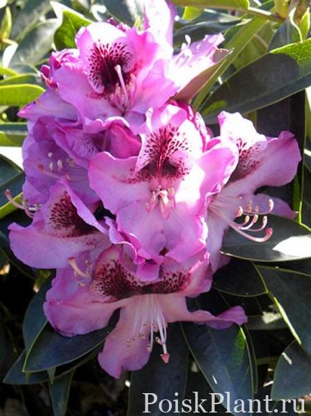 22117_rododendron-gibridnyy-durantik