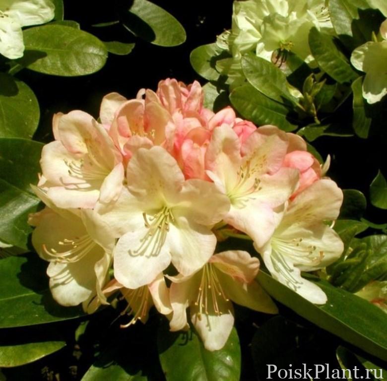 22208_rododendron-gibridnyy-lachsgol