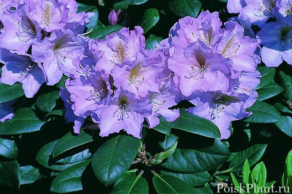 22221_rododendron-gibridnyy-lavender