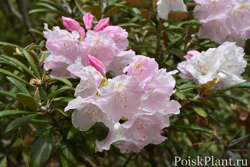 22262_rododendron-yakushimanskiy-mi