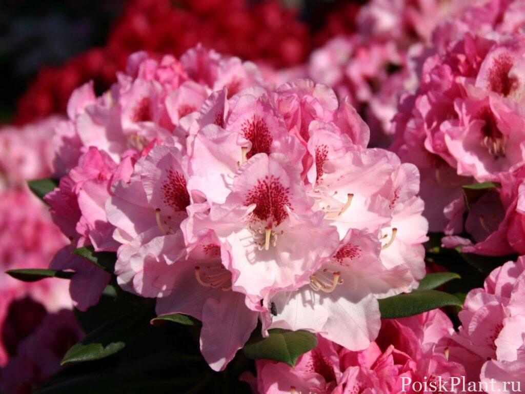 22268_rododendron-yakushimanskiy-ni