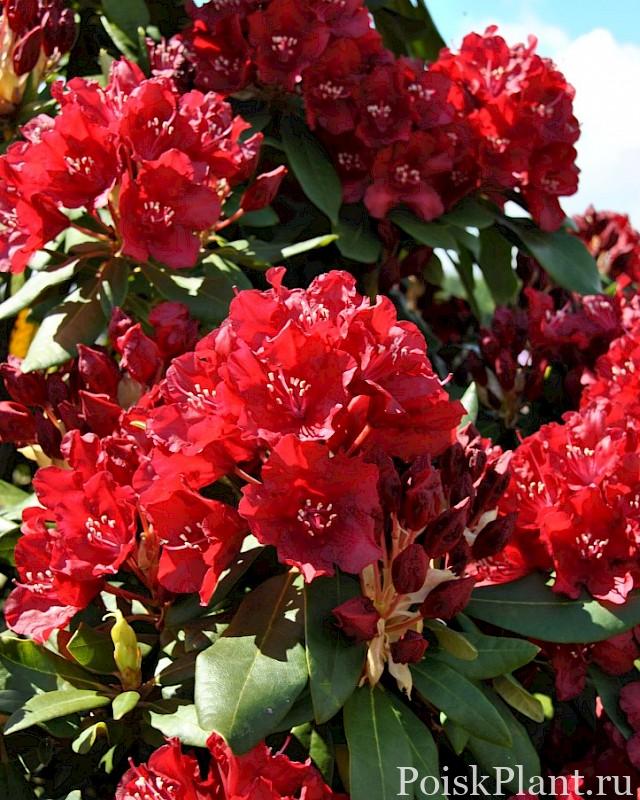 22294_rododendron-gibridnyy-sammetgl