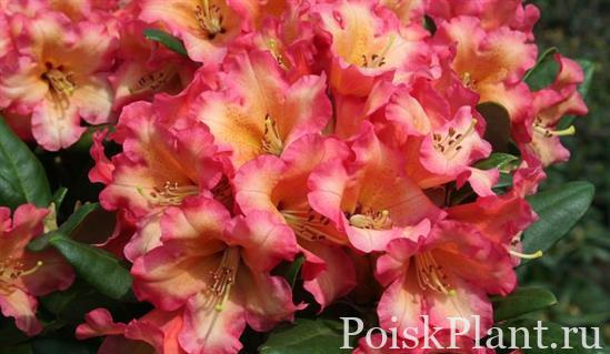 22332_rododendron-yakushimanskiy-lu