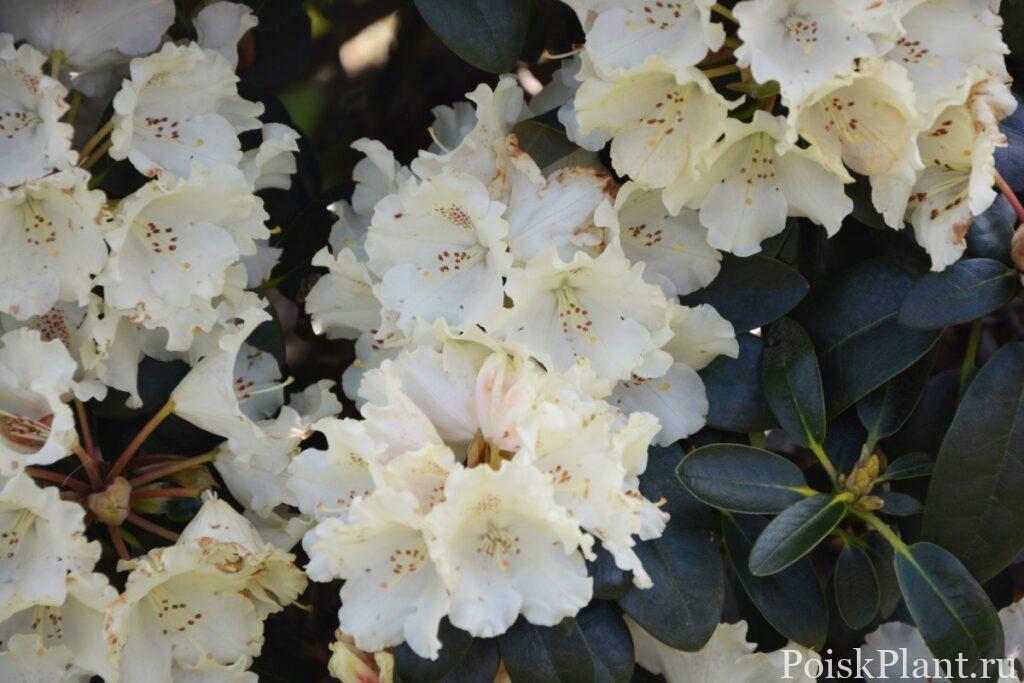 22337_rododendron-yakushimanskiy-ma