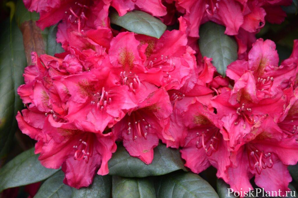 22345_rododendron-gibridnyy-mrs-pde
