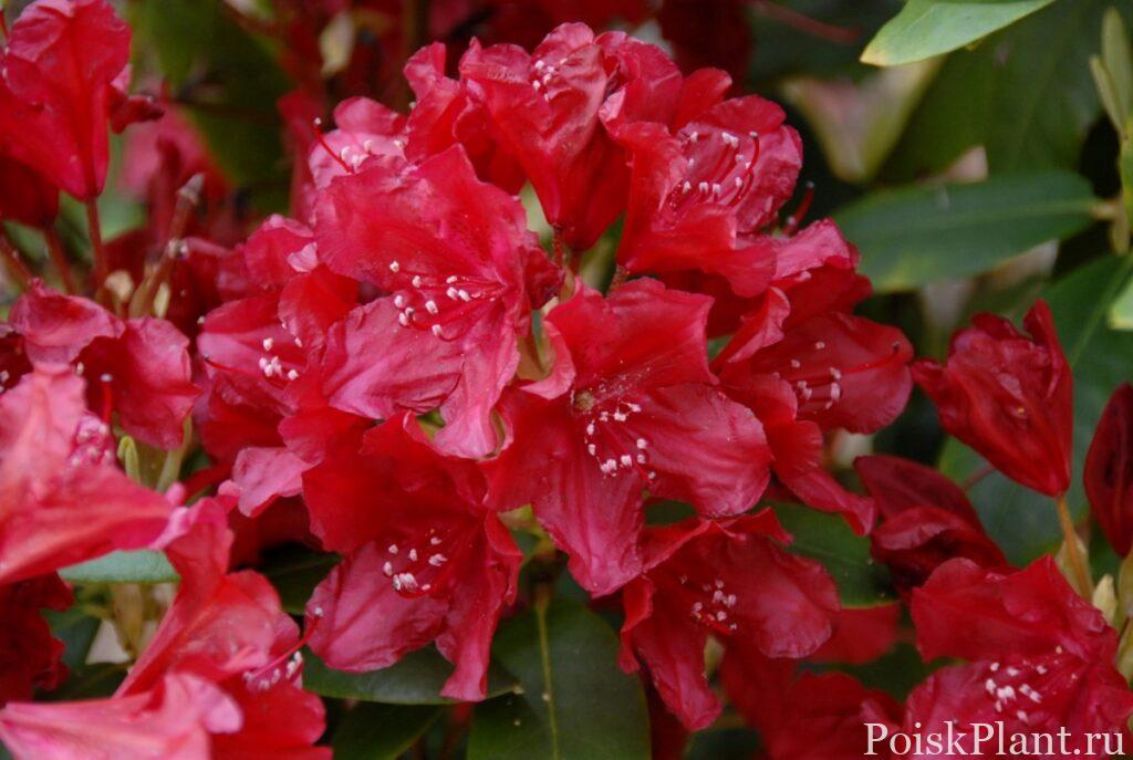 22354_rododendron-gibridnyy-torero
