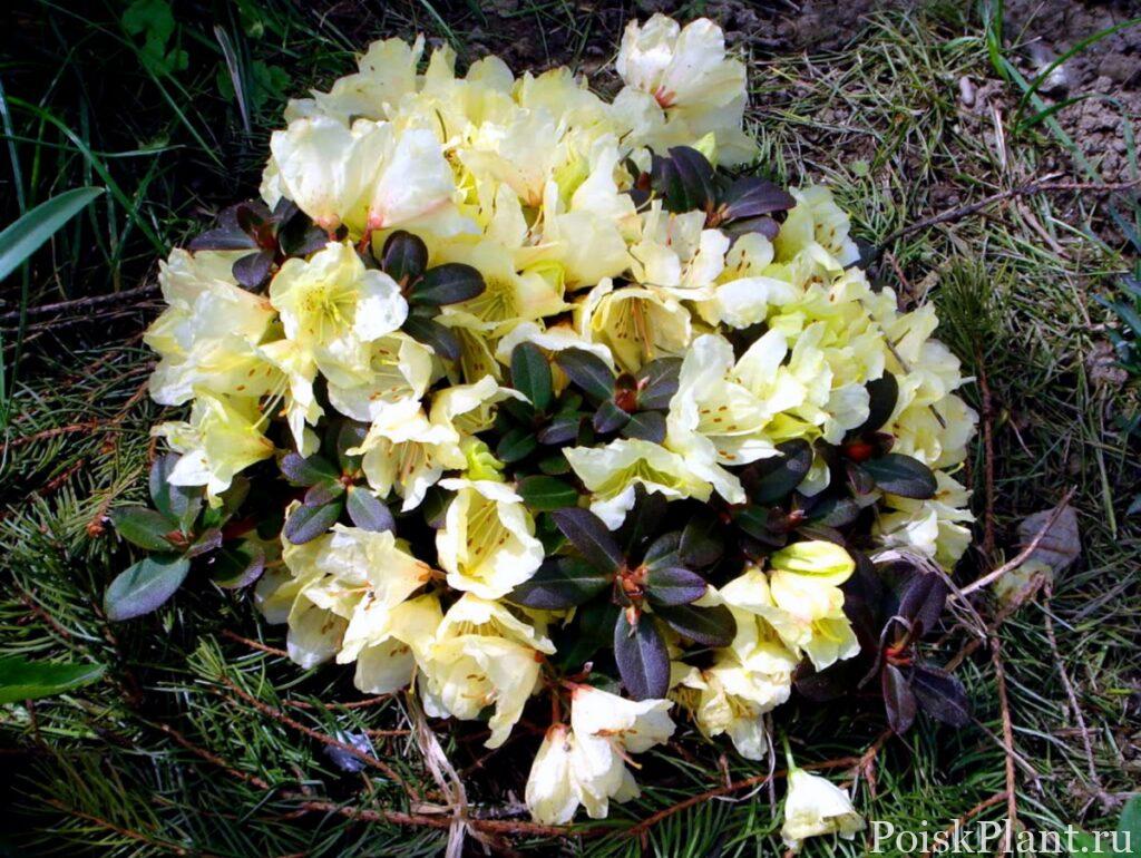 22367_rododendron-ludlova-wren