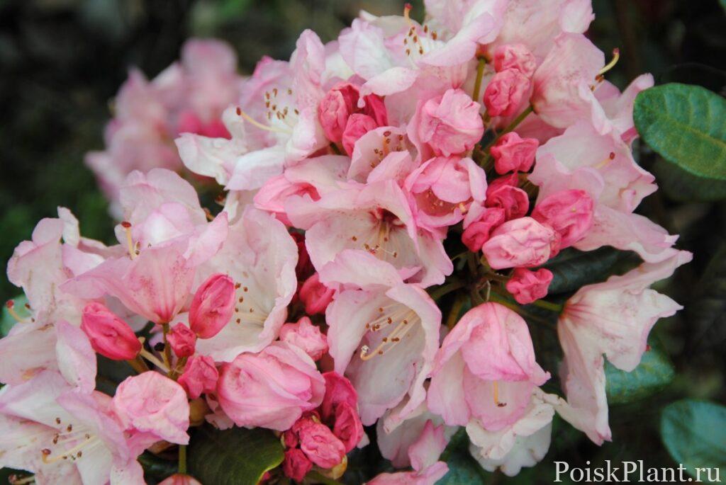 22372_rododendron-polzuchiy-antje