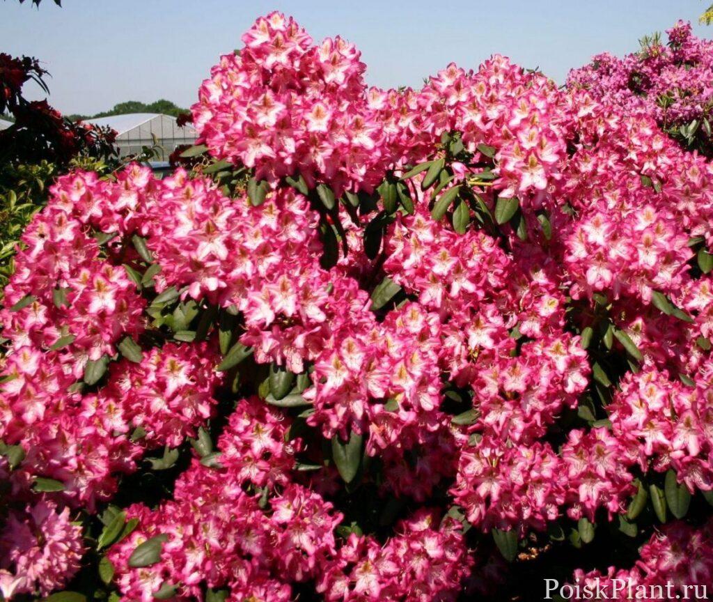 22385_rododendron-gibridnyy-campanil