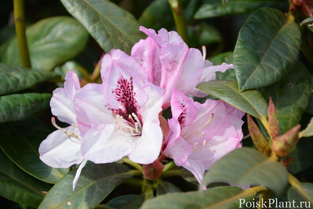 22393_rododendron-gibridnyy-herbstfr