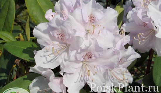 22395_rododendron-gibridnyy-herkules