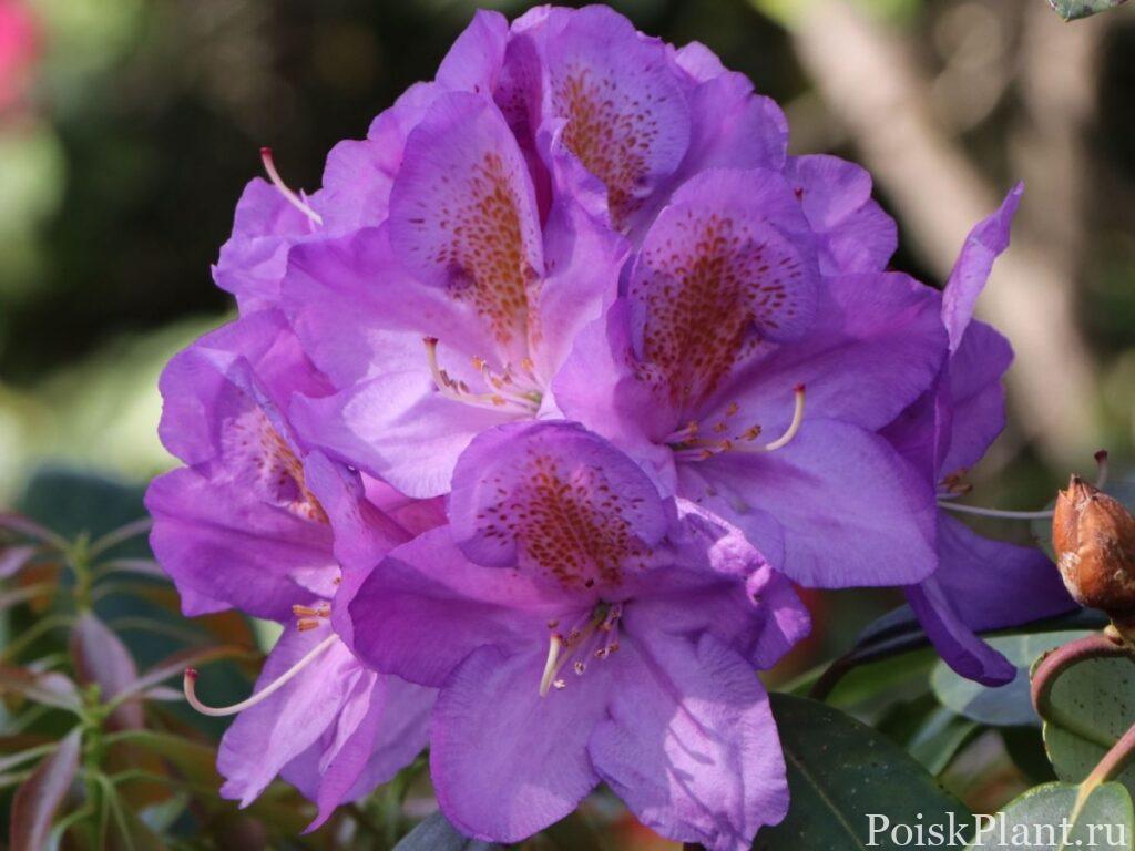 23357_rododendron-gibridnyy-blutopia