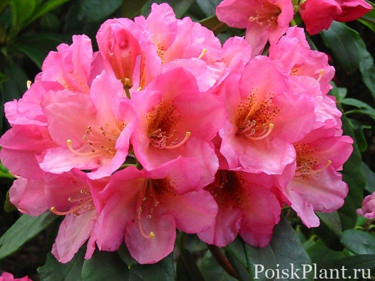 23383_rododendron-gibridnyy-saltarel
