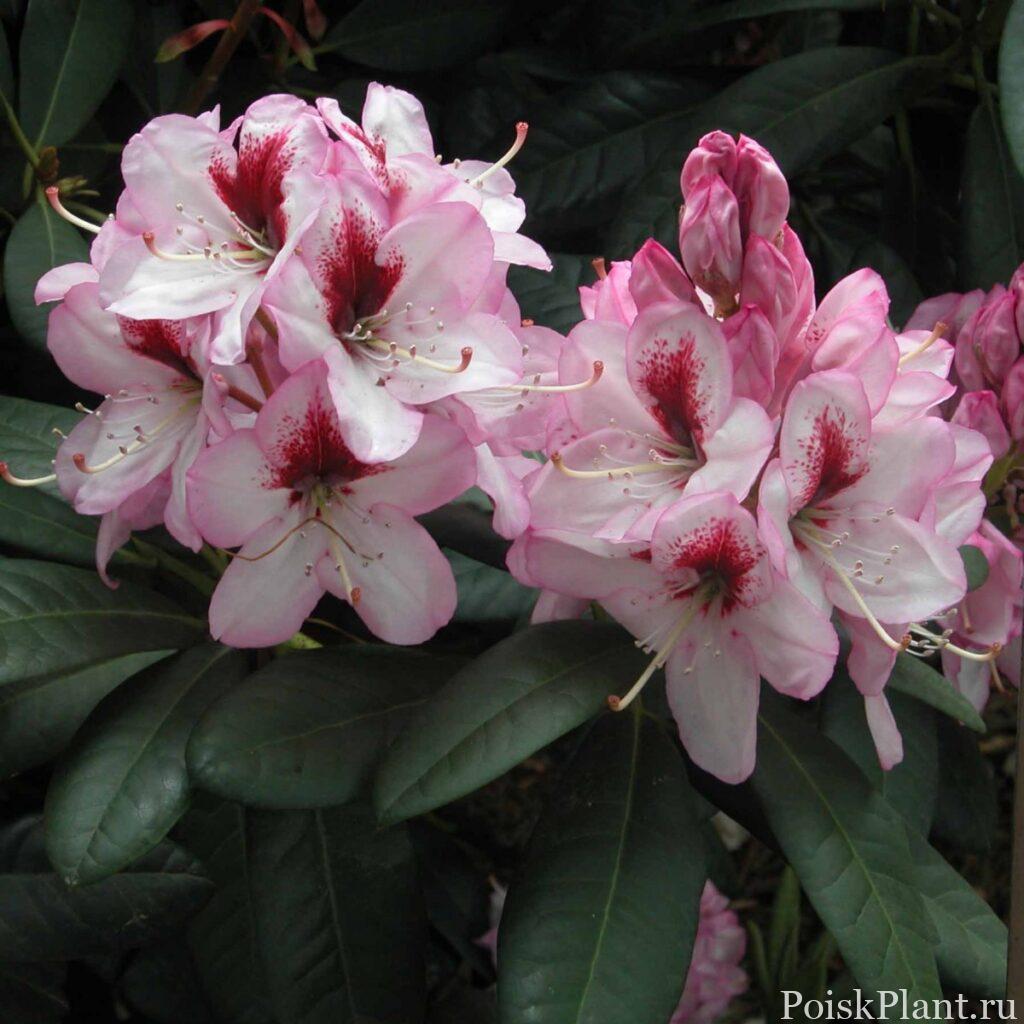 2663_rododendron-gibridnyy-cassata