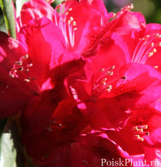 29185_rododendron-gibridnyy-amerika