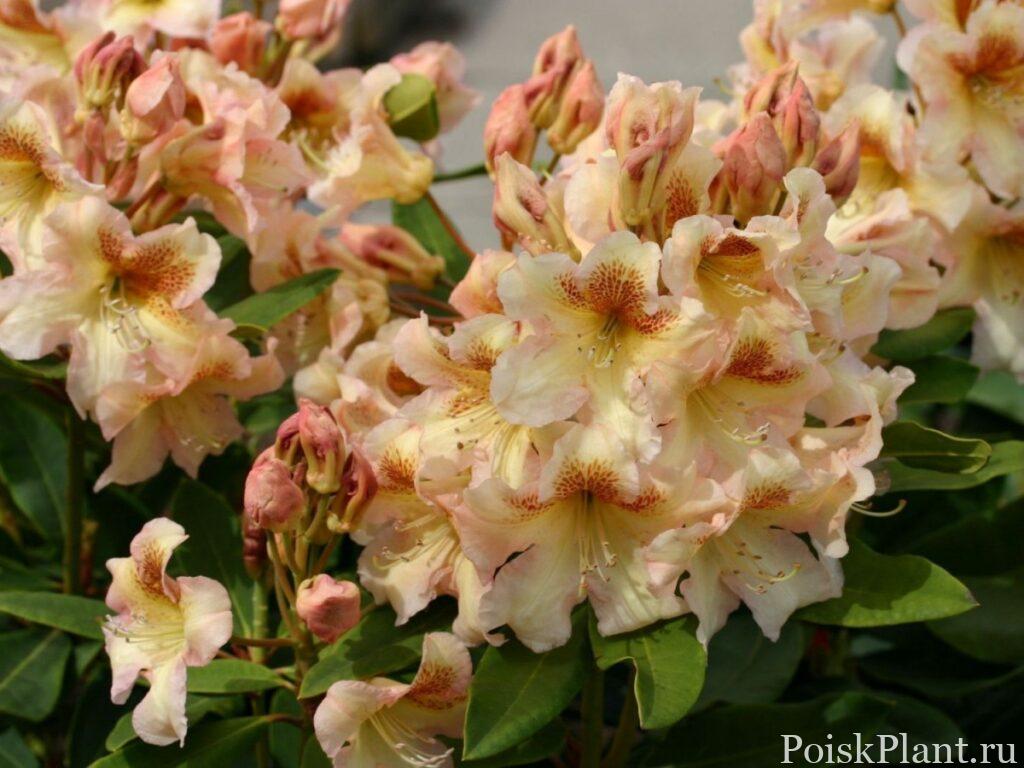 29198_rododendron-gibridnyy-bernstei