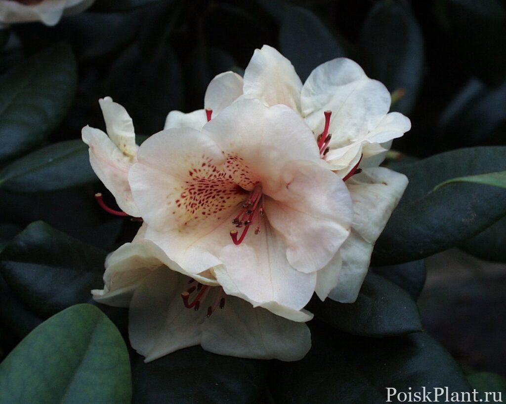 29218_rododendron-gibridnyy-diandi