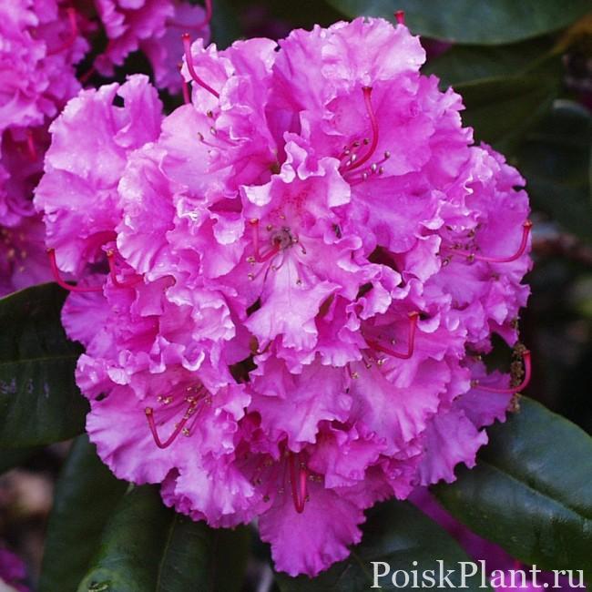 29258_rododendron-gibridnyy-independ