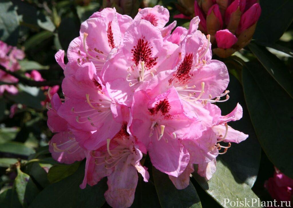 29266_rododendron-gibridnyy-lady-ann