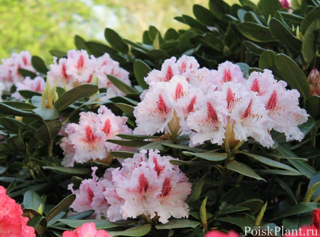 29269_rododendron-gibridnyy-le-progr