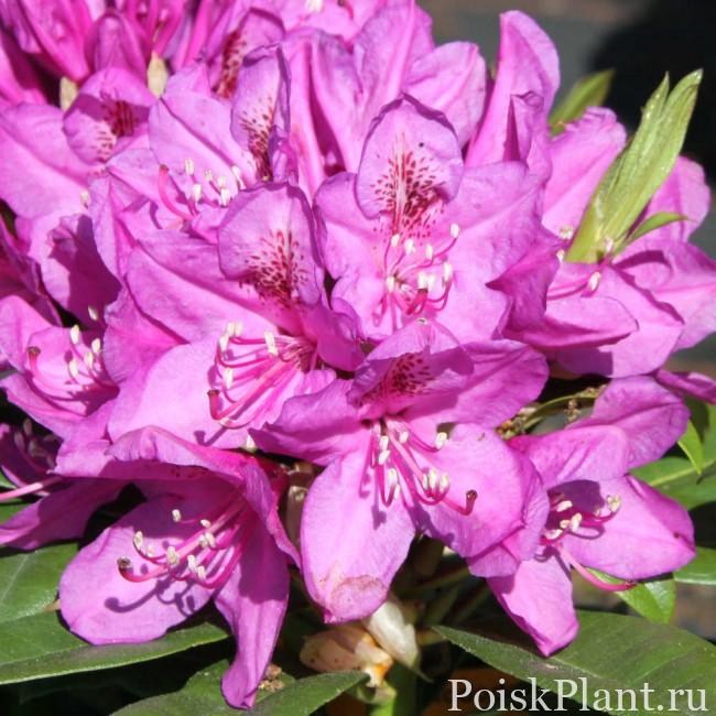 29340_rododendron-gibridnyy-violett-