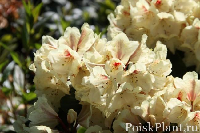 29353_rododendron-uorda-goldbukett