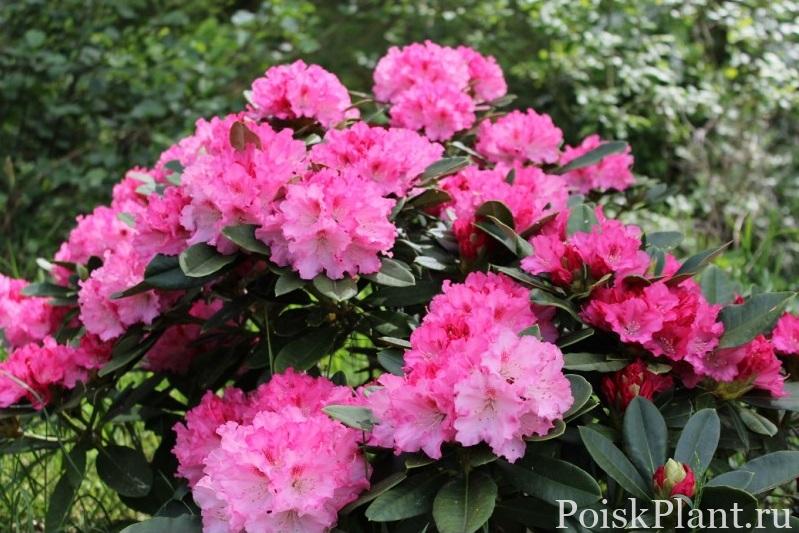 29364_rododendron-yakushimanskiy-ex (1)