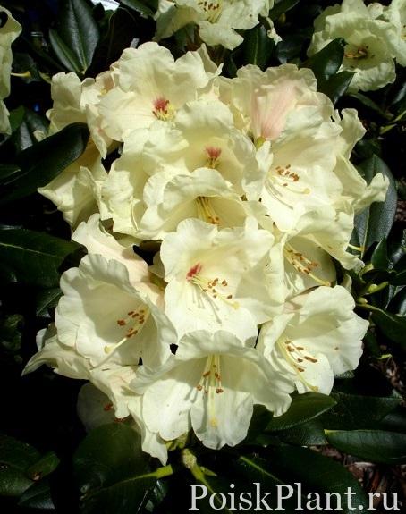 29365_rododendron-yakushimanskiy-fl