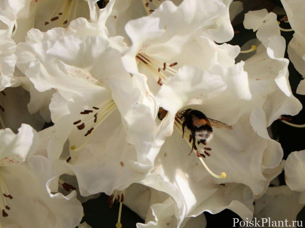 29733_rododendron-vilyamsa-gartendire
