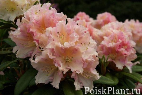 30420_rododendron-gibridnyy-kotnov