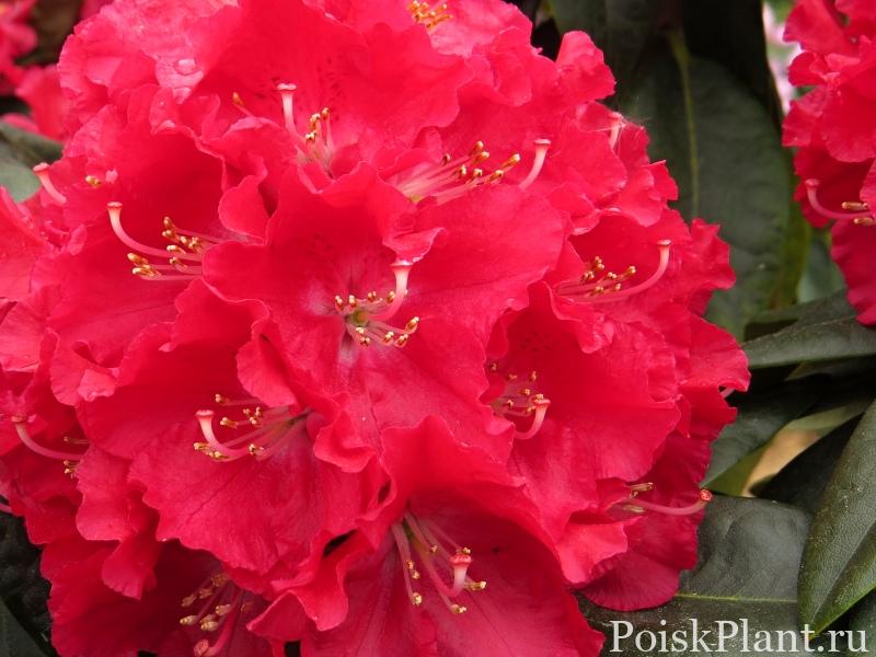 30426_rododendron-gibridnyy-krakovec