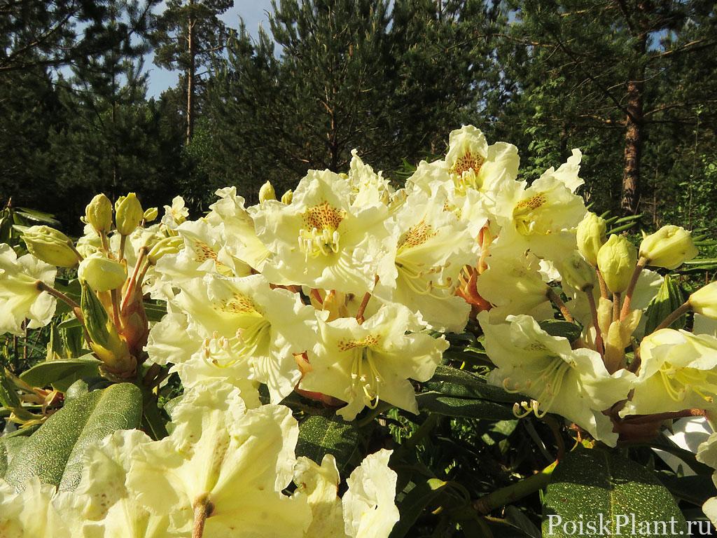 30436_rododendron-gibridnyy-kristian