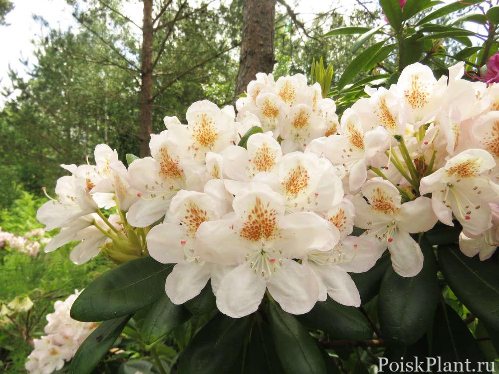 30467_rododendron-gibridnyy-pernilla